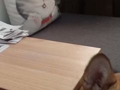 -美联众合动物医院·24h京西诊疗中心