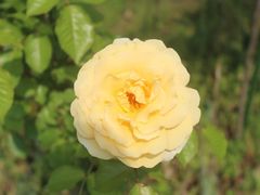 -上海鲜花港