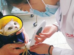 -瑞派福兴宠物医院犬猫全科·骨科·中西医结合(河东店)