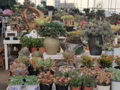 -三圣花乡旅游区