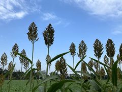 -中国天府农业博览园