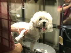 -宠物家(双井店)