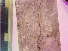 -吉林省自然博物馆