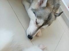 -怪兽屋·羊驼·猫咖·狗咖(俊华广场店)