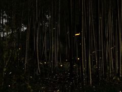 -郑远元专业修脚房(潘水路店)