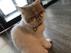 -猫咪咖啡·猫咖(万达广场店)
