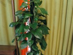 -香山湖渔家大院