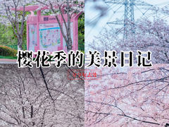 -高东镇樱花园