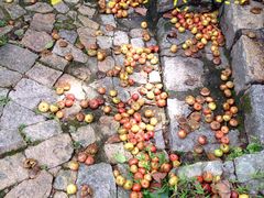 满地的果实-二龙喉公园