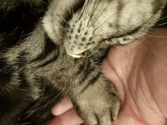 -有猫儿腻咖啡厅.猫咖