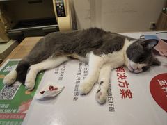 -玖佳宠物医院·泌尿·骨科·中老年病