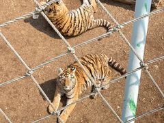 -西霞口神雕山野生动物世界
