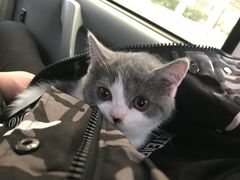 -东方名猫馆·英短金渐层布偶猫舍(环线广场1号楼店)