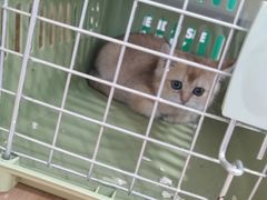 -伟伟宠物医院·CT影像中心·瑞派犬猫综合性门诊(汉口总院)