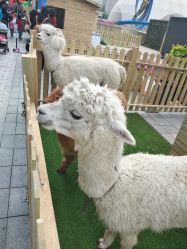 -萌宠亲子动物乐园(槐房万达店)