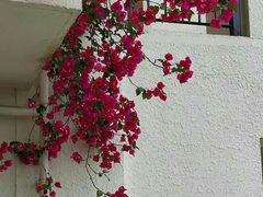 -重庆长寿碧桂园凤悦凤凰酒店