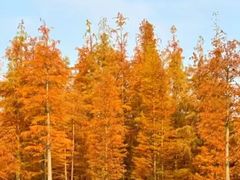 -白鹭湾湿地公园