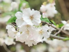 -绵阳盛世樱花悠乐谷