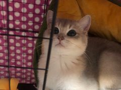 -东方名猫馆·英短金渐层布偶猫舍(环线广场1号楼店)