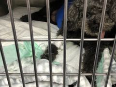 -爱侣宠医·鹦鹉专科·小型哺乳类·异宠专科(灵石路店)