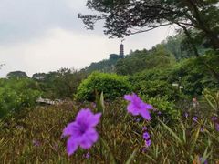-南沙蒲洲花园