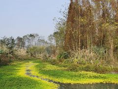 -桤木河湿地公园