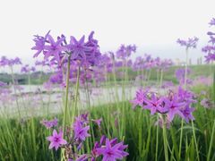 -洋湖国家湿地公园