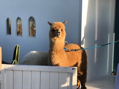 -Blue Concept Cafe&Farm·關於藍