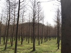 -游子山休闲旅游区