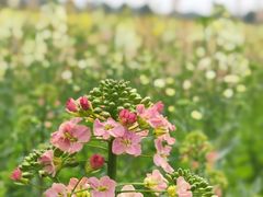 -中国天府农业博览园