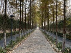 -合肥滨湖国家森林公园