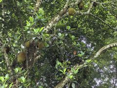 -中国科学院西双版纳热带植物园