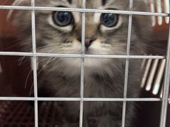 -暖阳宠物医院·犬猫康复中心·骨科