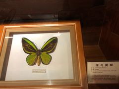 -上海大自然野生昆虫馆(东方明珠·爬宠昆虫探索中心)