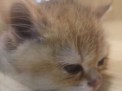 -屋虎猫馆(宝安大仟里店)