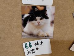 -楼上猫咖(罗湖店)