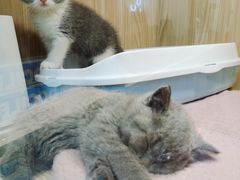 -屋虎猫馆(宝安大仟里店)