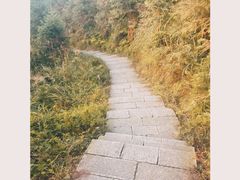 -紫鹊界梯田景区