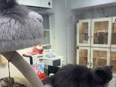 -爱洗澡的猫(天河路店)