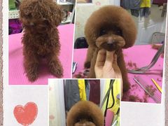 -爱宠屋pet shop·宠物洗澡·宠物美容