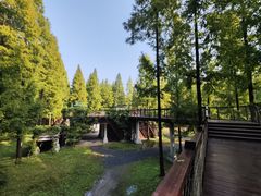 -黄海国家森林公园