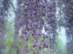-嘉定紫藤园