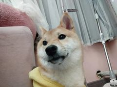 -浣熊柯尔鸭土拨鼠·电玩咖