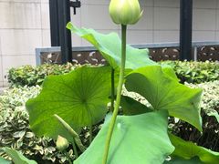 -陈家山荷花公园