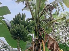 -云溪植物园