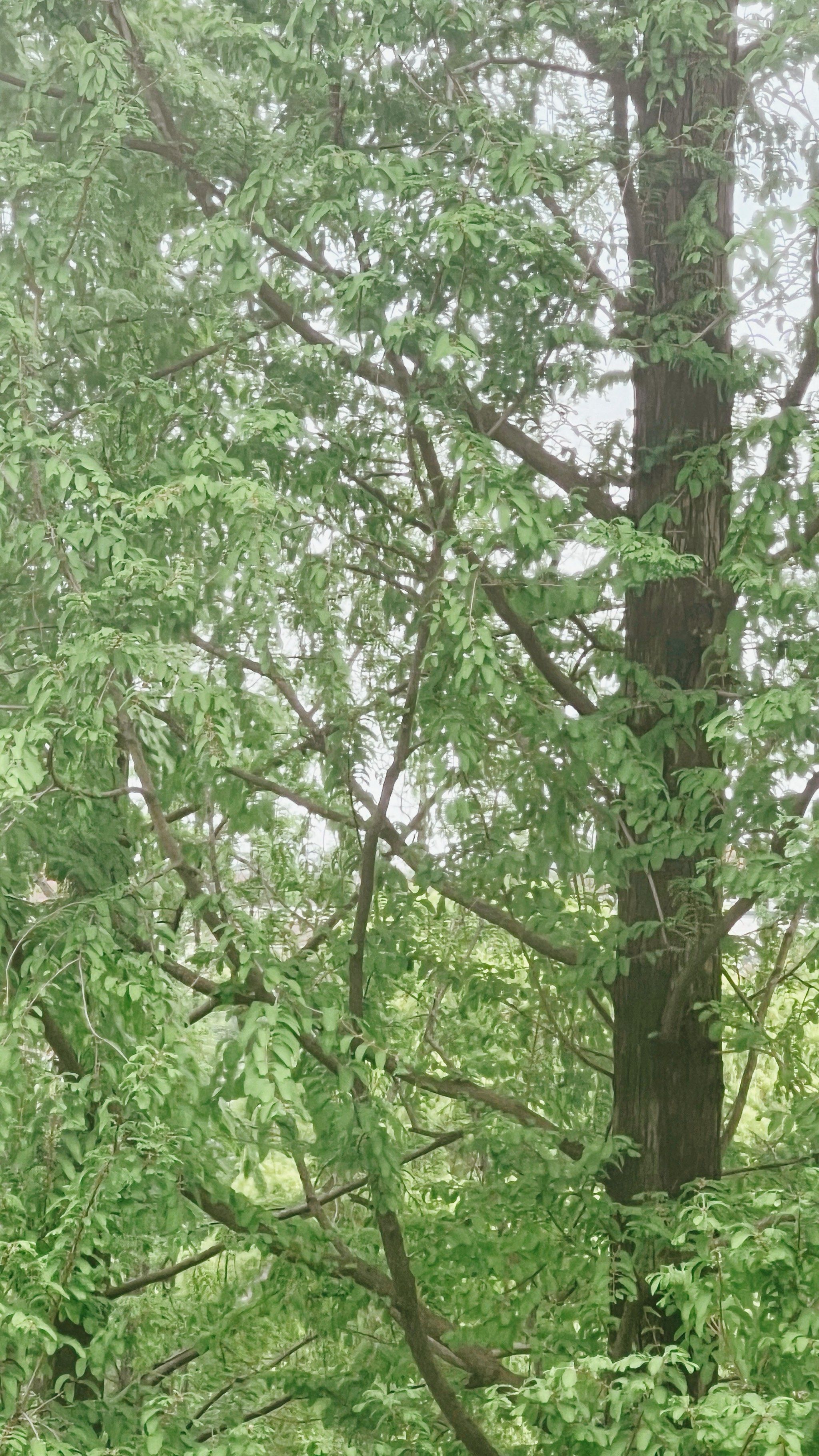 高高的杉木绿油油的树