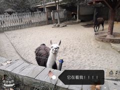 -成都动物园