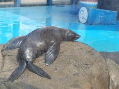 -海合安成都极地海洋公园