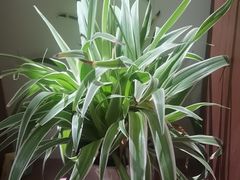 -花鸟鱼虫鲜花绿植市场(玉泉路店)