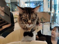 -瞄一喵猫咖(格力海岸店)